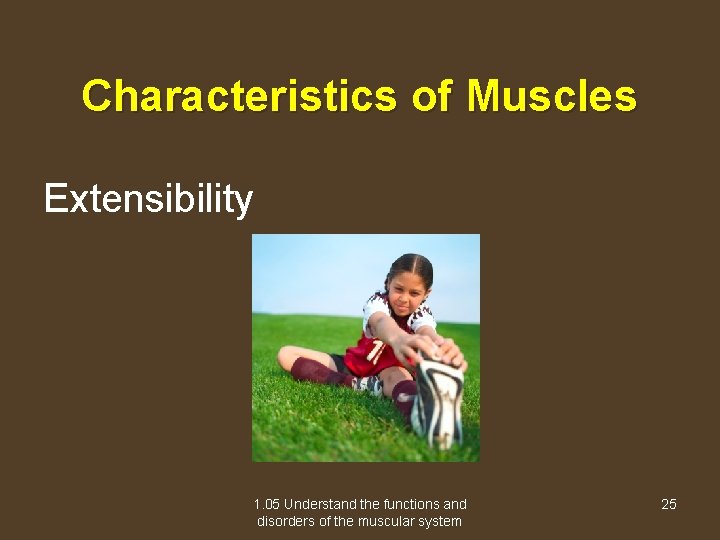 Characteristics of Muscles Extensibility 1. 05 Understand the functions and disorders of the muscular
