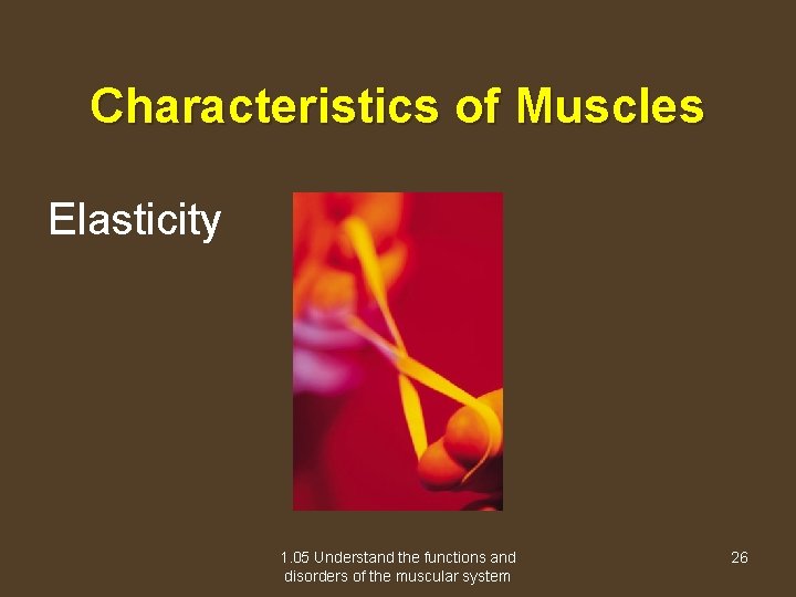 Characteristics of Muscles Elasticity 1. 05 Understand the functions and disorders of the muscular
