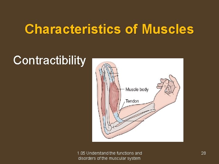 Characteristics of Muscles Contractibility 1. 05 Understand the functions and disorders of the muscular