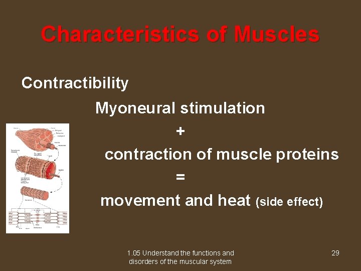 Characteristics of Muscles Contractibility Myoneural stimulation + contraction of muscle proteins = movement and