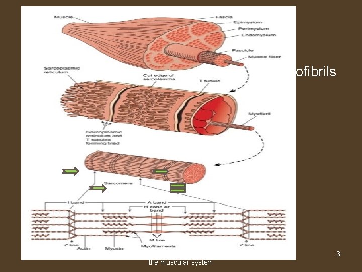 The Muscular System: Muscle Fibers • Bundles of threadlike structures called myofibrils – Composed