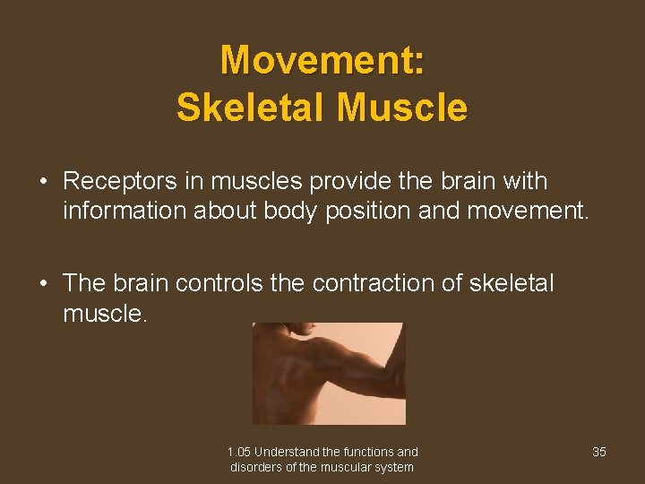 Movement: Skeletal Muscle • Receptors in muscles provide the brain with information about body