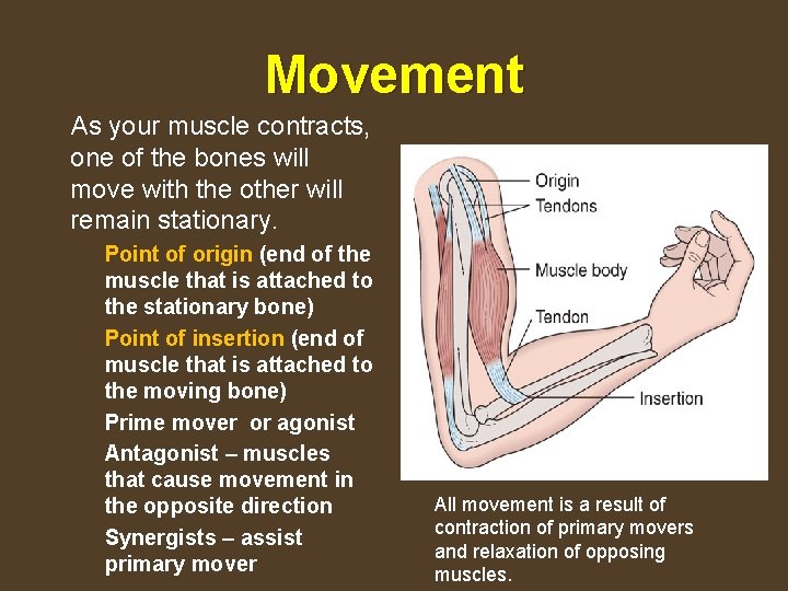 Movement As your muscle contracts, one of the bones will move with the other