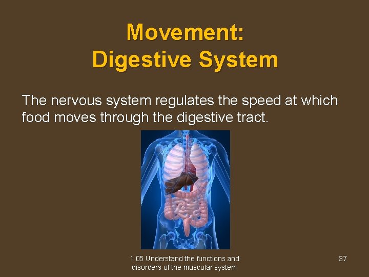 Movement: Digestive System The nervous system regulates the speed at which food moves through