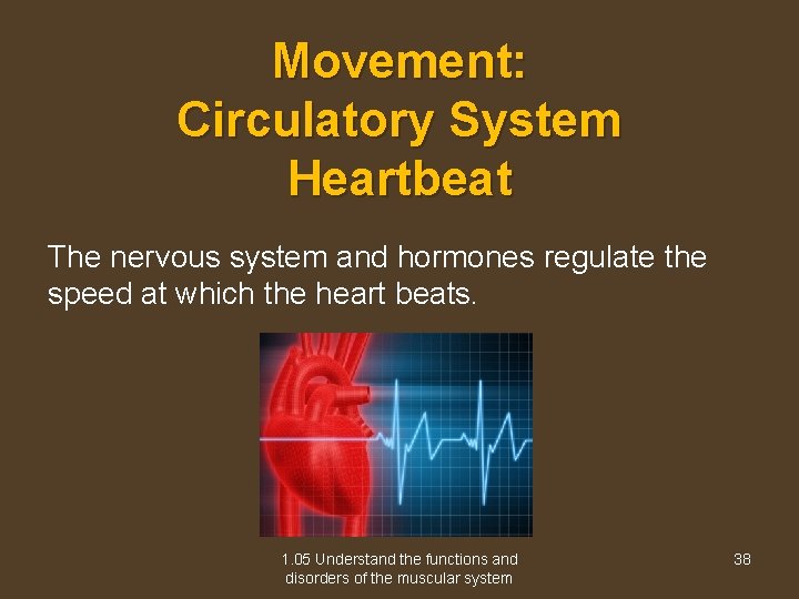 Movement: Circulatory System Heartbeat The nervous system and hormones regulate the speed at which