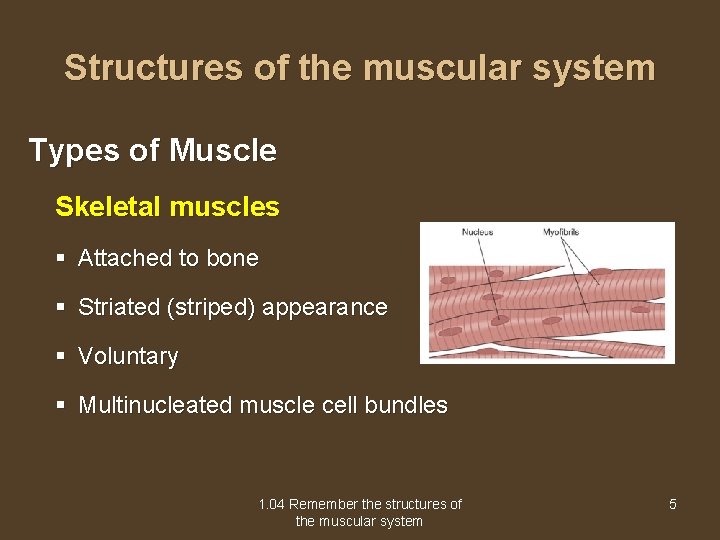 Structures of the muscular system Types of Muscle Skeletal muscles § Attached to bone