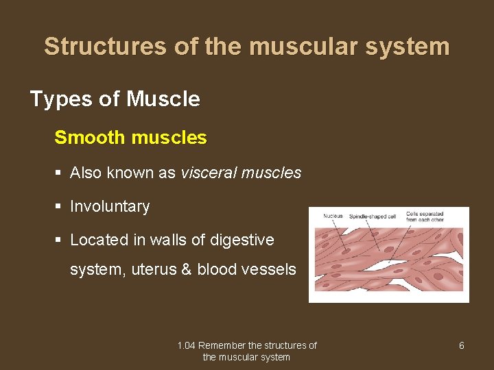 Structures of the muscular system Types of Muscle Smooth muscles § Also known as