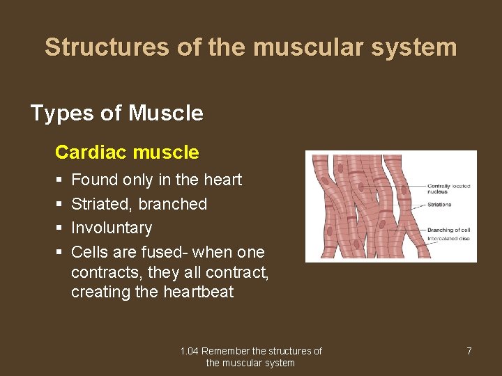 Structures of the muscular system Types of Muscle Cardiac muscle § § Found only