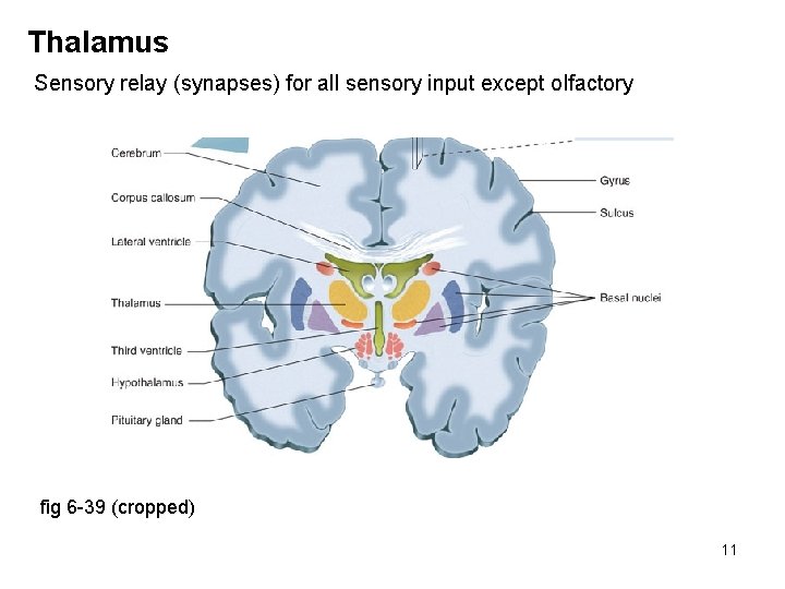 Thalamus Sensory relay (synapses) for all sensory input except olfactory fig 6 -39 (cropped)