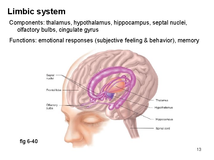 Limbic system Components: thalamus, hypothalamus, hippocampus, septal nuclei, olfactory bulbs, cingulate gyrus Functions: emotional