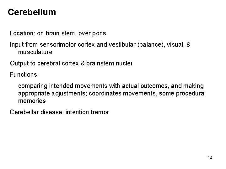 Cerebellum Location: on brain stem, over pons Input from sensorimotor cortex and vestibular (balance),
