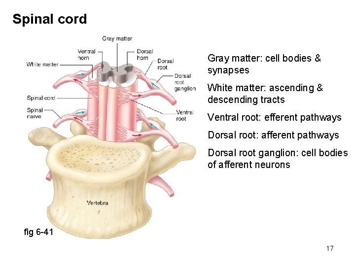 Spinal cord Gray matter: cell bodies & synapses White matter: ascending & descending tracts