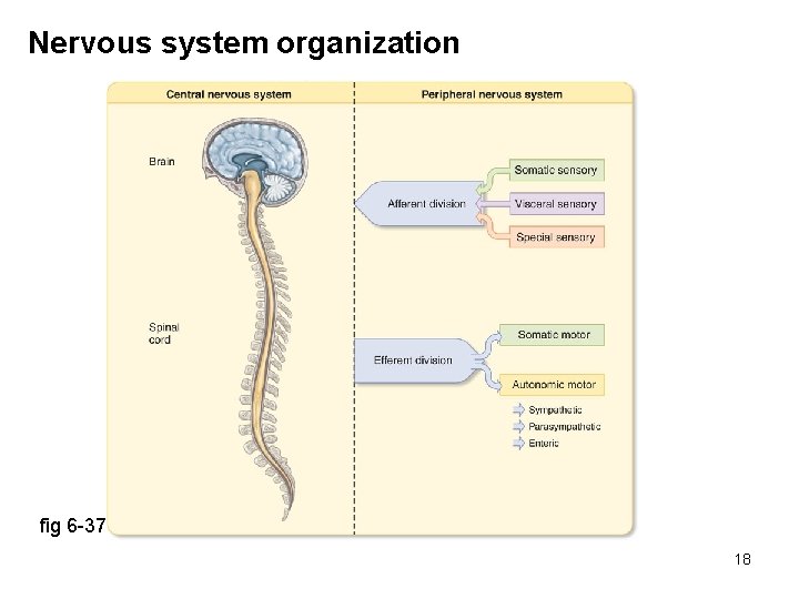 Nervous system organization fig 6 -37 18 