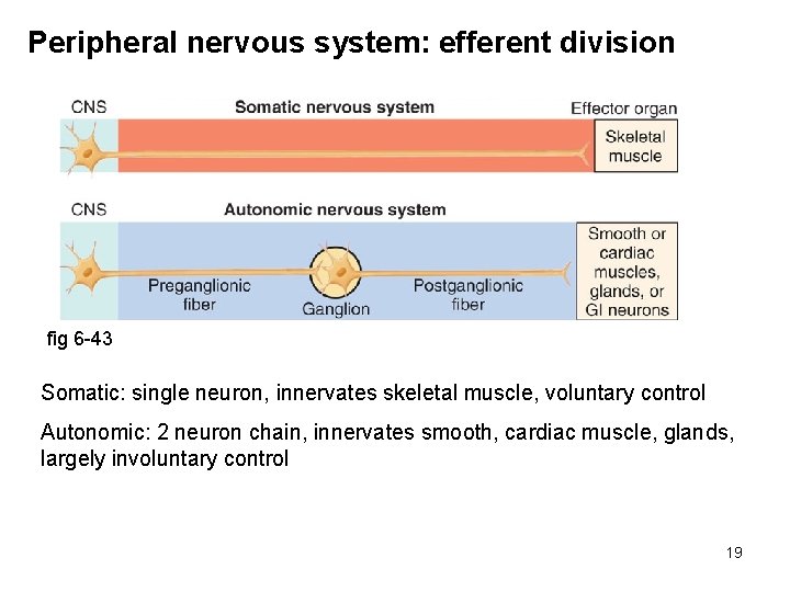 Peripheral nervous system: efferent division fig 6 -43 Somatic: single neuron, innervates skeletal muscle,