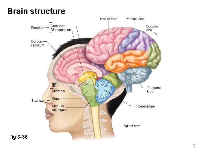 Brain structure fig 6 -38 2 