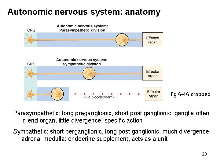 Autonomic nervous system: anatomy fig 6 -46 cropped Parasympathetic: long preganglionic, short post ganglionic,