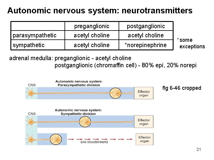 Autonomic nervous system: neurotransmitters preganglionic postganglionic parasympathetic acetyl choline *norepinephrine * some exceptions adrenal