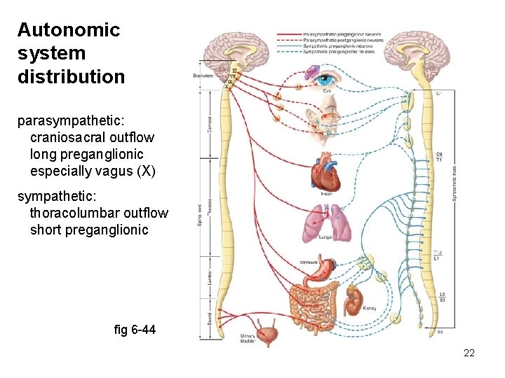 Autonomic system distribution parasympathetic: craniosacral outflow long preganglionic especially vagus (X) sympathetic: thoracolumbar outflow