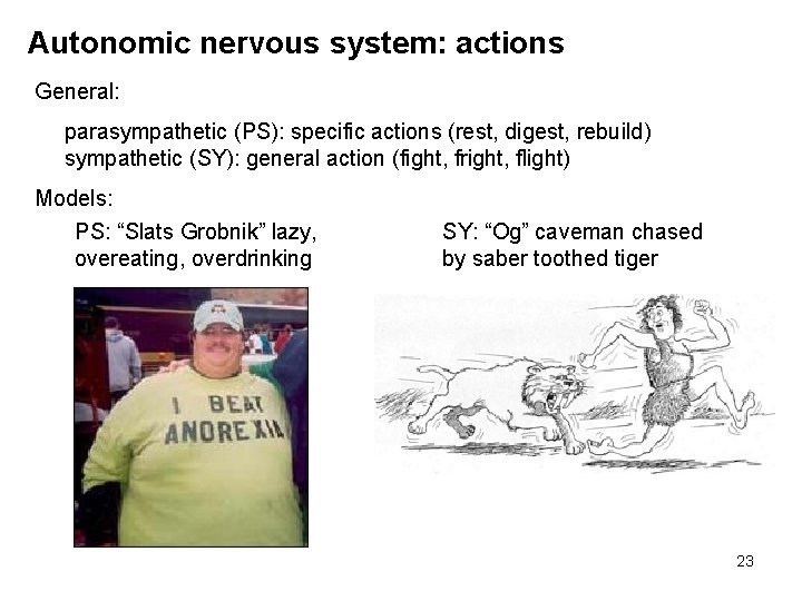 Autonomic nervous system: actions General: parasympathetic (PS): specific actions (rest, digest, rebuild) sympathetic (SY):