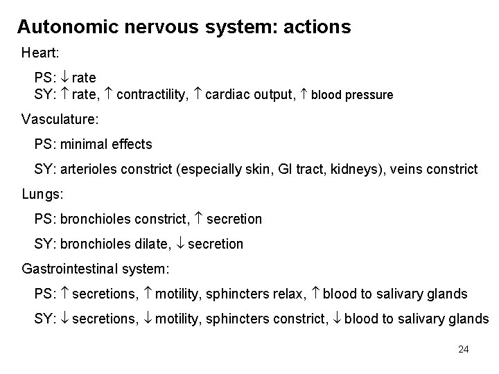 Autonomic nervous system: actions Heart: PS: rate SY: rate, contractility, cardiac output, blood pressure