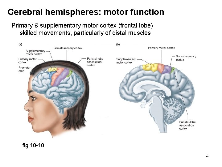 Cerebral hemispheres: motor function Primary & supplementary motor cortex (frontal lobe) skilled movements, particularly