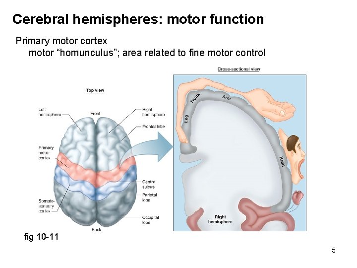 Cerebral hemispheres: motor function Primary motor cortex motor “homunculus”; area related to fine motor
