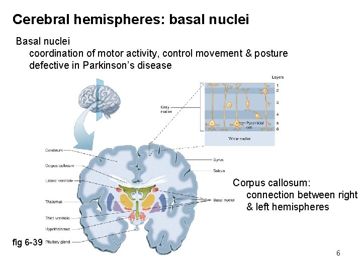 Cerebral hemispheres: basal nuclei Basal nuclei coordination of motor activity, control movement & posture