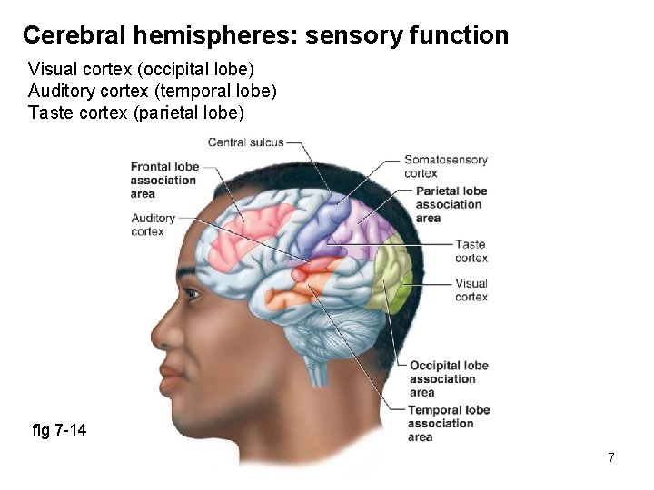 Cerebral hemispheres: sensory function Visual cortex (occipital lobe) Auditory cortex (temporal lobe) Taste cortex