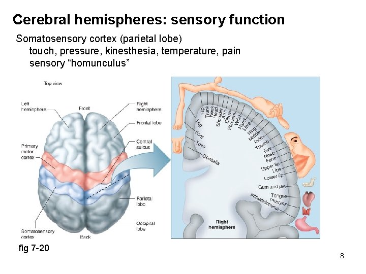 Cerebral hemispheres: sensory function Somatosensory cortex (parietal lobe) touch, pressure, kinesthesia, temperature, pain sensory