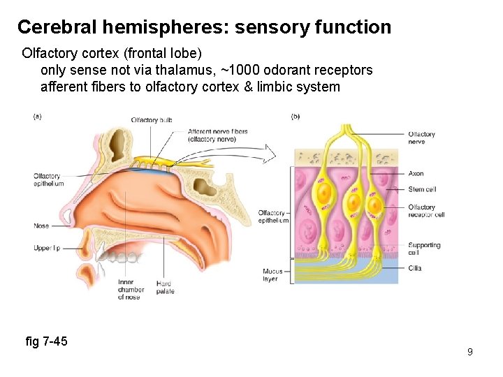 Cerebral hemispheres: sensory function Olfactory cortex (frontal lobe) only sense not via thalamus, ~1000