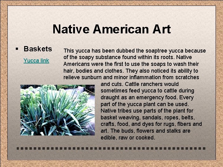 Native American Art § Baskets Yucca link This yucca has been dubbed the soaptree