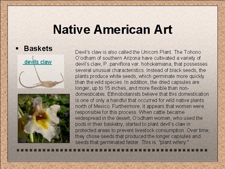 Native American Art § Baskets devils claw Devil’s claw is also called the Unicorn