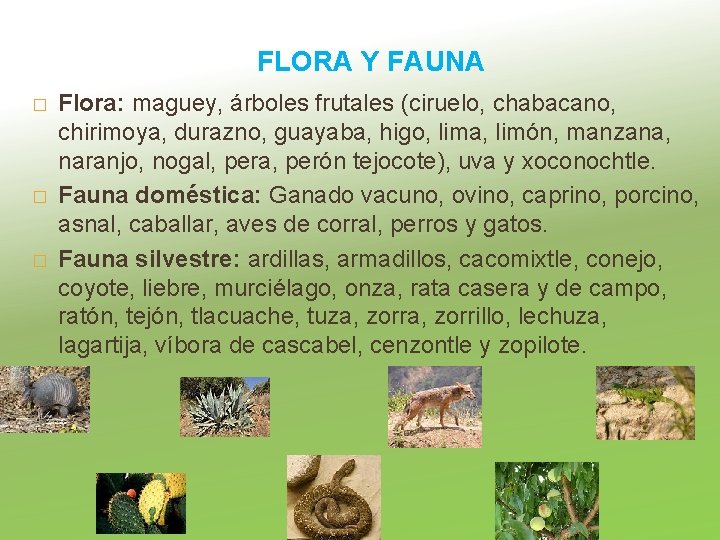 FLORA Y FAUNA � � � Flora: maguey, árboles frutales (ciruelo, chabacano, chirimoya, durazno,
