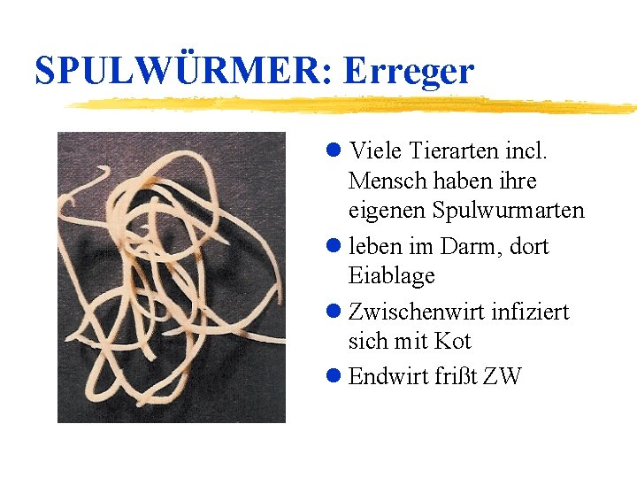 SPULWÜRMER: Erreger l Viele Tierarten incl. Mensch haben ihre eigenen Spulwurmarten l leben im