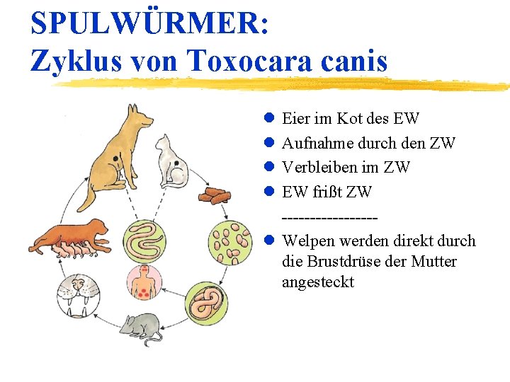 SPULWÜRMER: Zyklus von Toxocara canis l l Eier im Kot des EW Aufnahme durch
