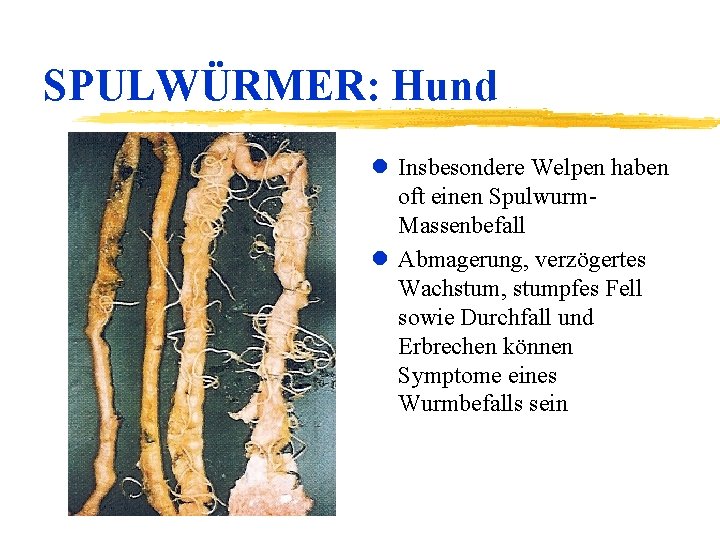 SPULWÜRMER: Hund l Insbesondere Welpen haben oft einen Spulwurm. Massenbefall l Abmagerung, verzögertes Wachstum,