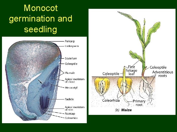 Monocot germination and seedling 