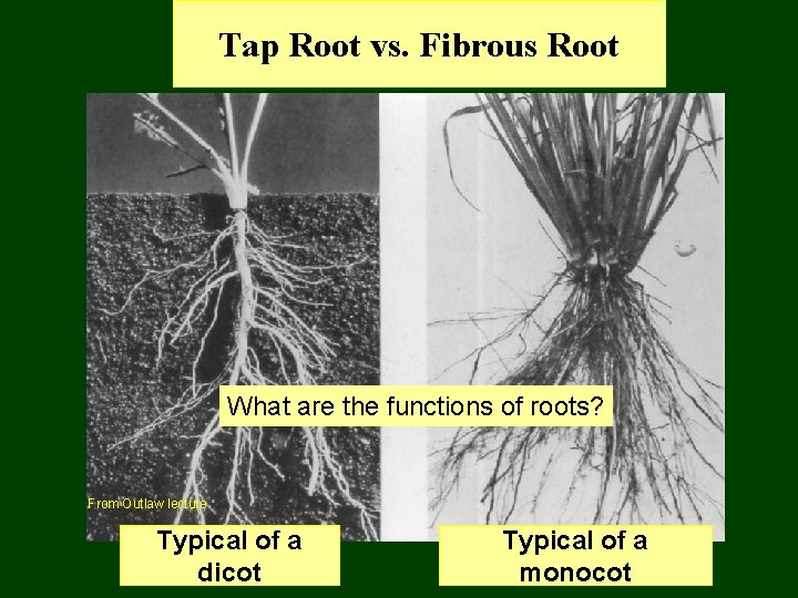 Tap Root vs. Fibrous Root What are the functions of roots? From Outlaw lecture