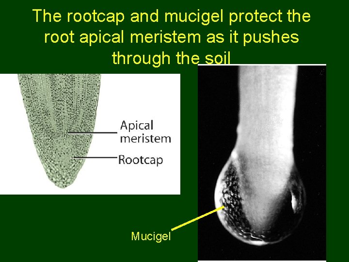 The rootcap and mucigel protect the root apical meristem as it pushes through the