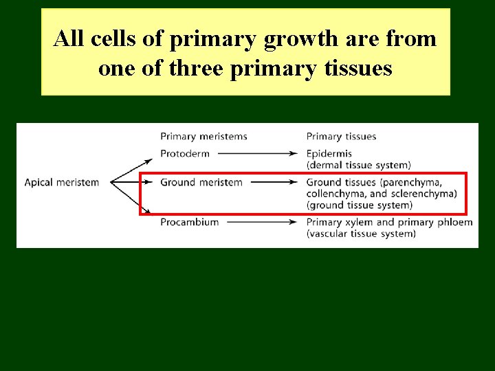 All cells of primary growth are from one of three primary tissues 