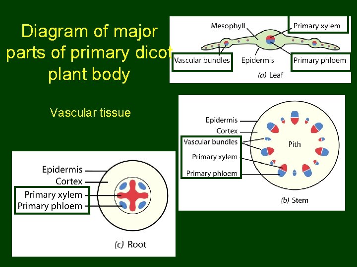 Diagram of major parts of primary dicot plant body Vascular tissue 