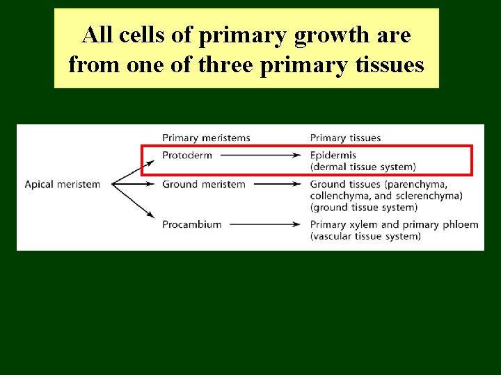 All cells of primary growth are from one of three primary tissues 