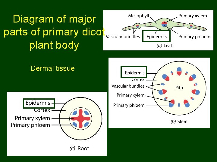 Diagram of major parts of primary dicot plant body Dermal tissue 