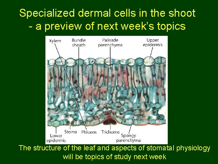 Specialized dermal cells in the shoot - a preview of next week’s topics The