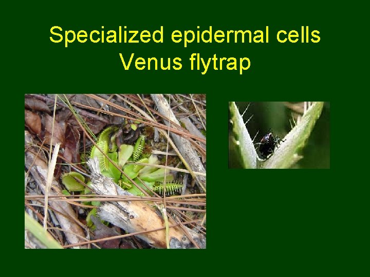 Specialized epidermal cells Venus flytrap 