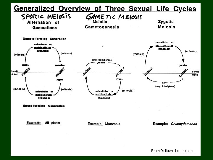 Life cycles From Outlaw’s lecture series 