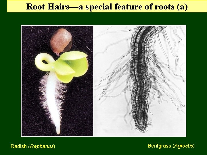 Root Hairs—a special feature of roots (a) Radish (Raphanus) Bentgrass (Agrostis) 