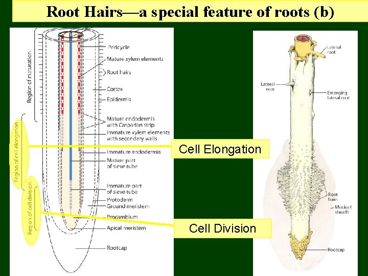 Root Hairs—a special feature of roots (b) Cell Elongation Cell Division 