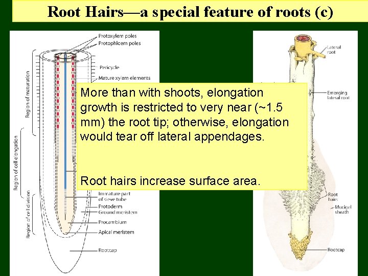 Root Hairs—a special feature of roots (c) More than with shoots, elongation growth is