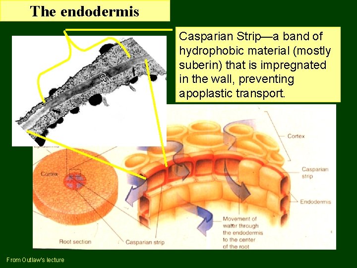 The endodermis Casparian Strip—a band of hydrophobic material (mostly suberin) that is impregnated in